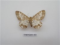 藏品(尺蛾115)的圖片